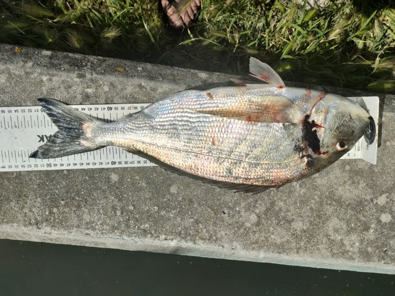 Fish Measure Picture