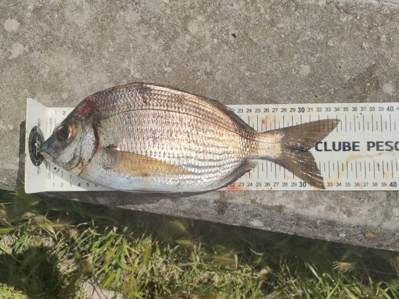 Fish Measure Picture