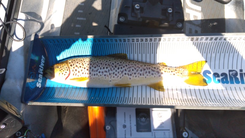 Fish Measure Picture