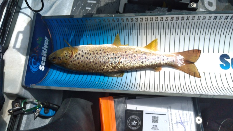 Fish Measure Picture