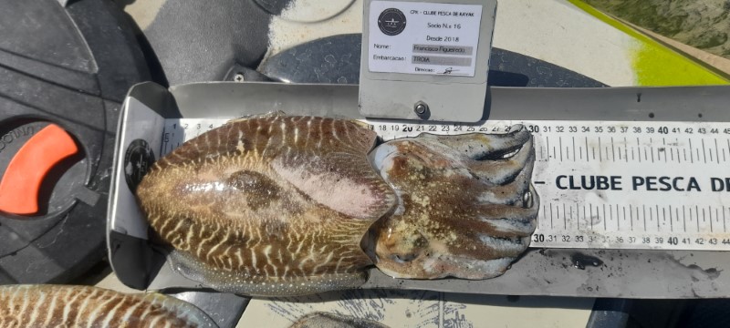 Fish Measure Picture