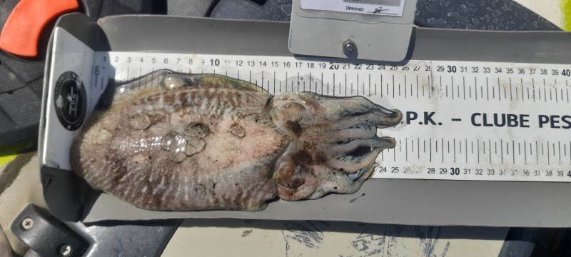 Fish Measure Picture