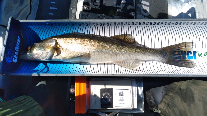 Fish Measure Picture
