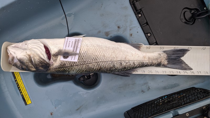 Fish Measure Picture