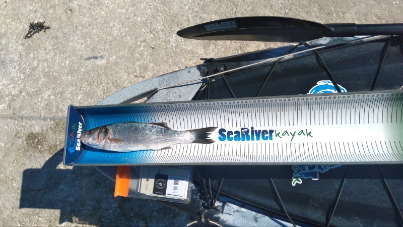 Fish Measure Picture