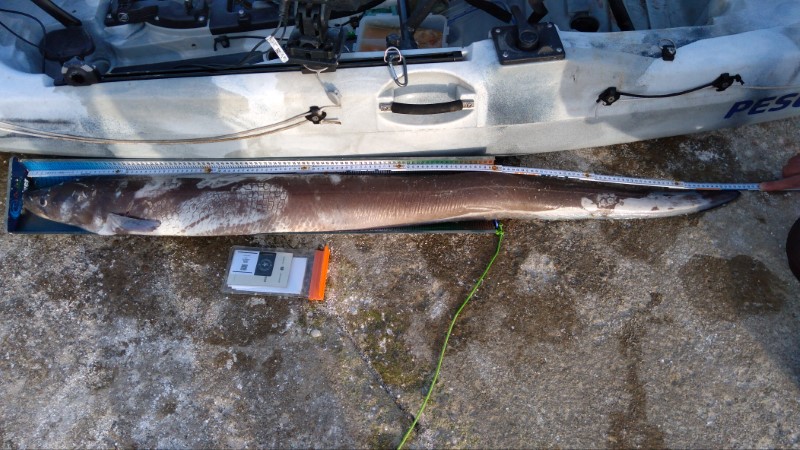 Fish Measure Picture