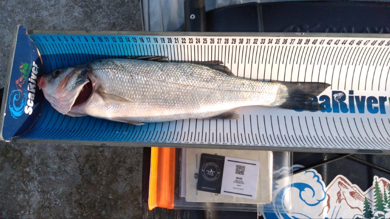 Fish Measure Picture
