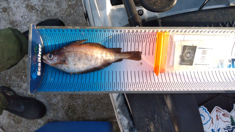 Fish Measure Picture