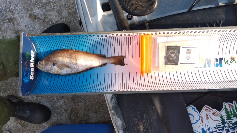 Fish Measure Picture