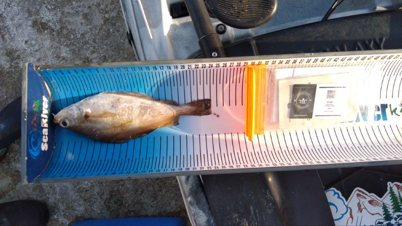 Fish Measure Picture