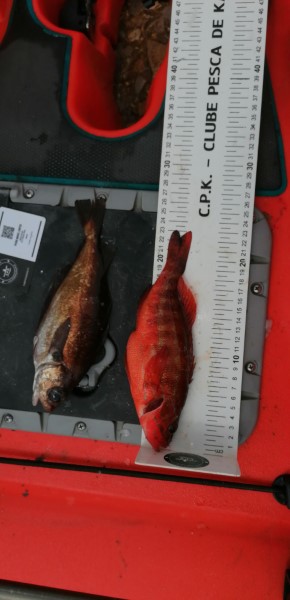 Fish Measure Picture