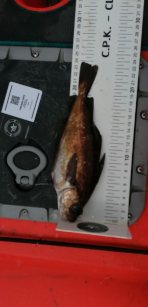 Fish Measure Picture