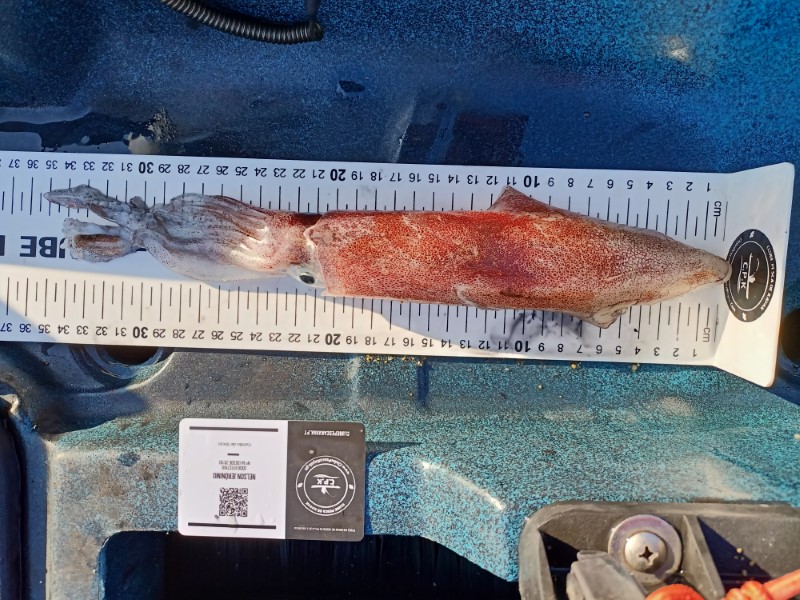 Fish Measure Picture