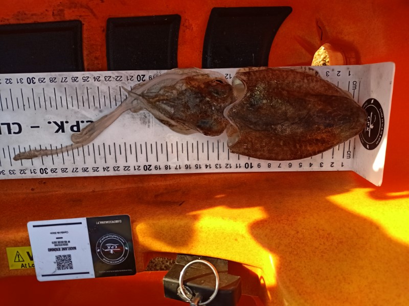 Fish Measure Picture