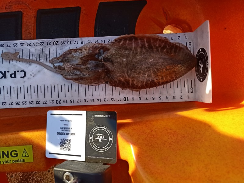 Fish Measure Picture