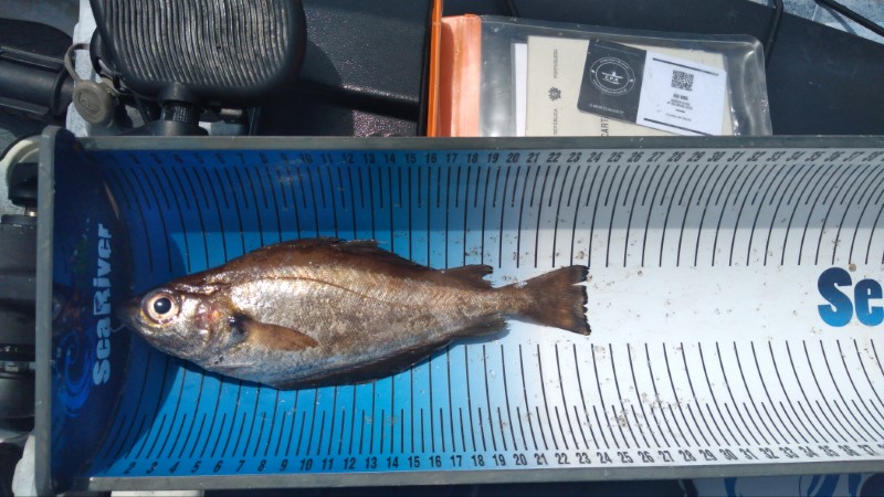 Fish Measure Picture