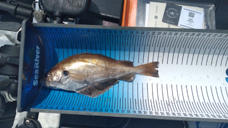 Fish Measure Picture
