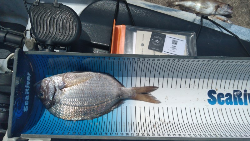 Fish Measure Picture