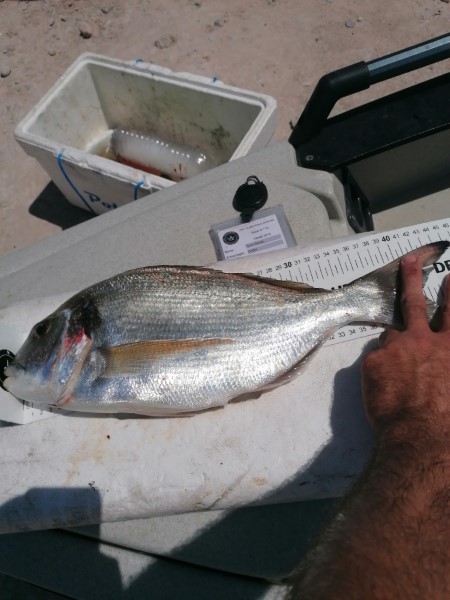 Fish Measure Picture