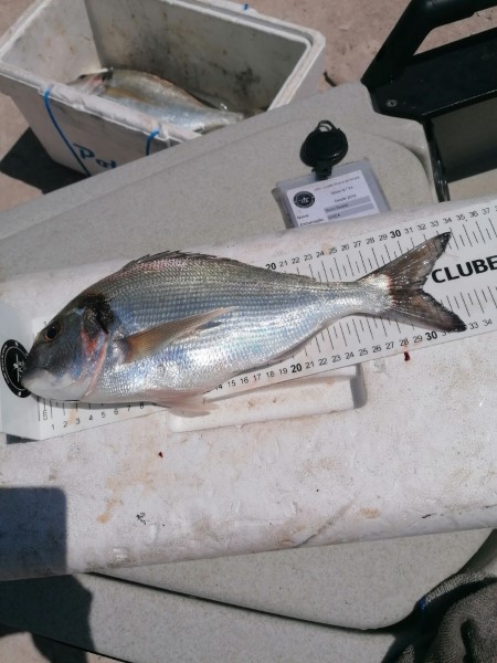 Fish Measure Picture