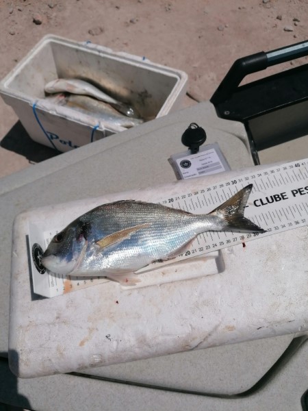 Fish Measure Picture