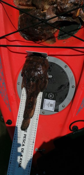 Fish Measure Picture