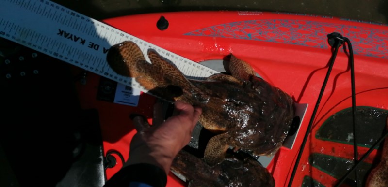 Fish Measure Picture