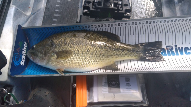 Fish Measure Picture