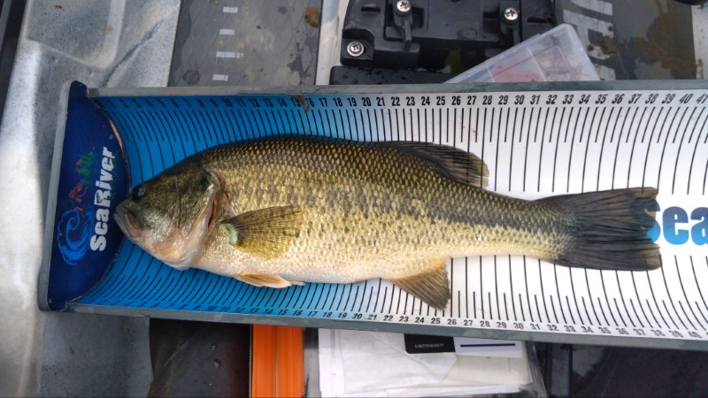 Fish Measure Picture