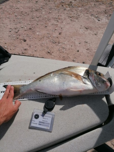 Fish Measure Picture