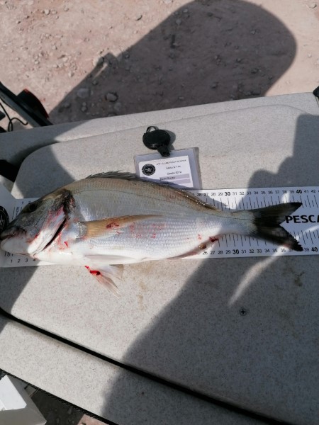 Fish Measure Picture