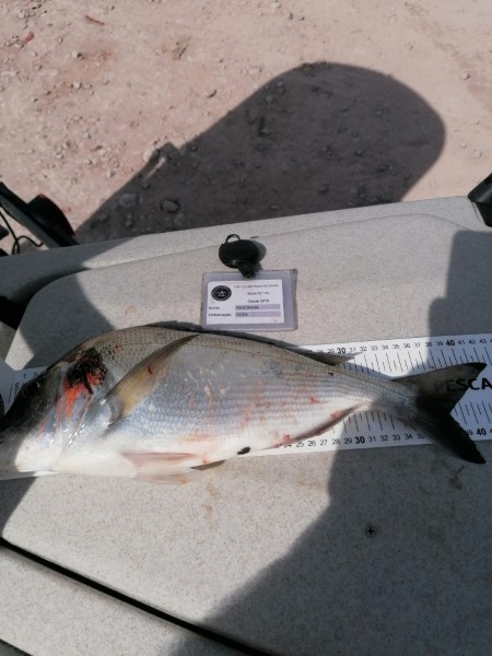 Fish Measure Picture