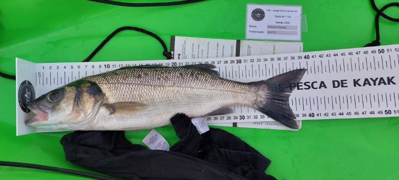 Fish Measure Picture