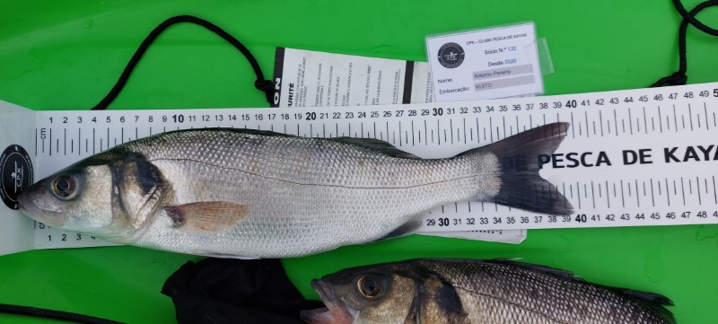 Fish Measure Picture