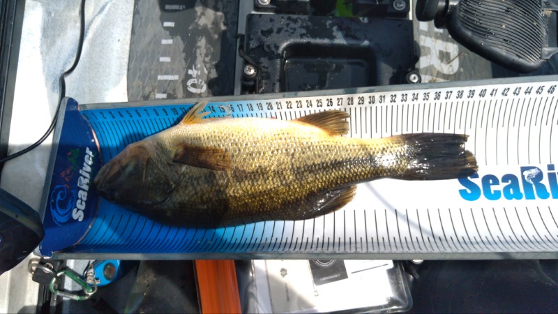 Fish Measure Picture