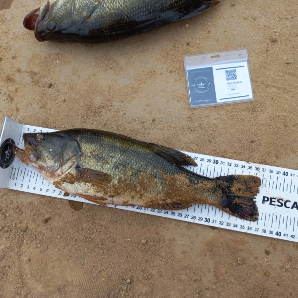 Fish Measure Picture
