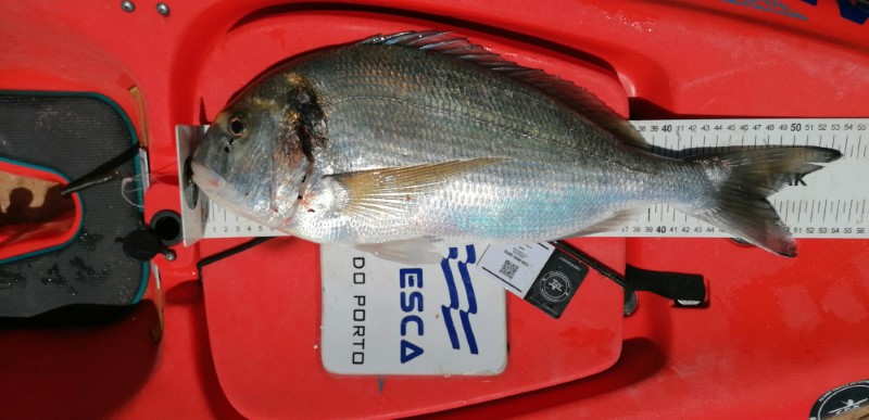 Fish Measure Picture