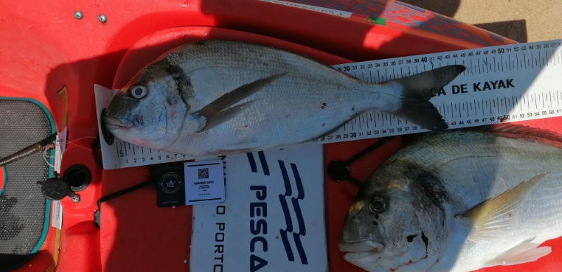 Fish Measure Picture