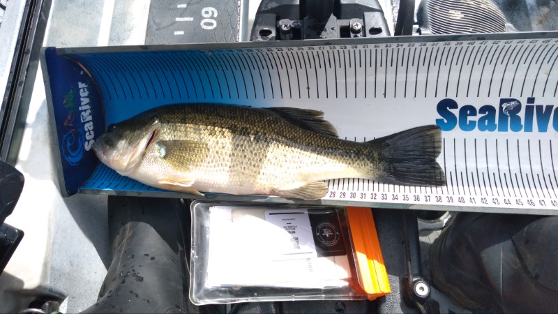 Fish Measure Picture