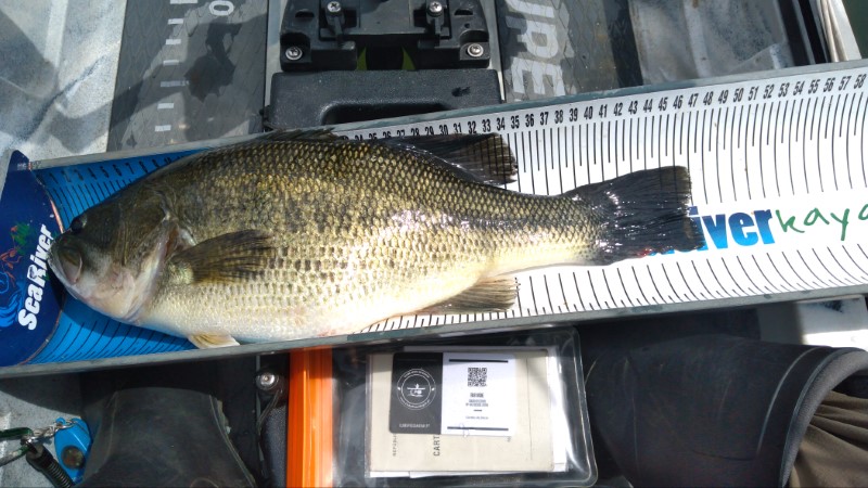 Fish Measure Picture