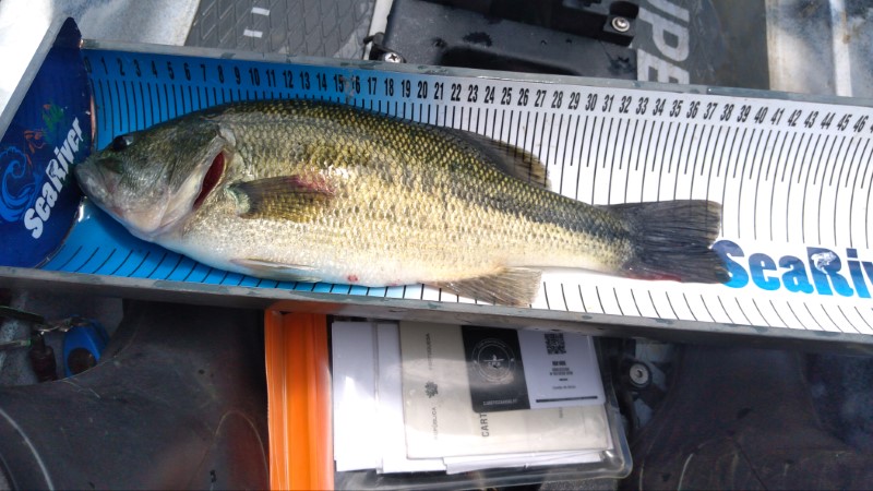 Fish Measure Picture