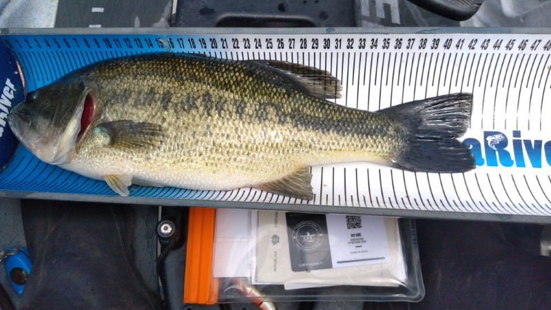Fish Measure Picture