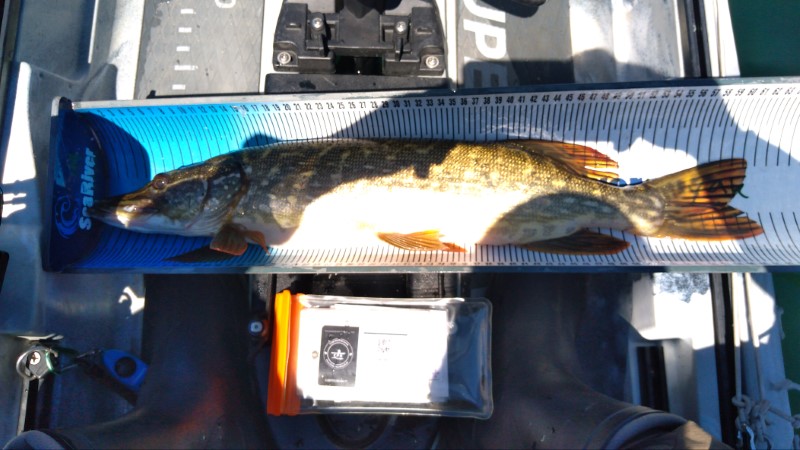 Fish Measure Picture