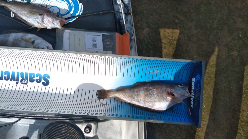 Fish Measure Picture
