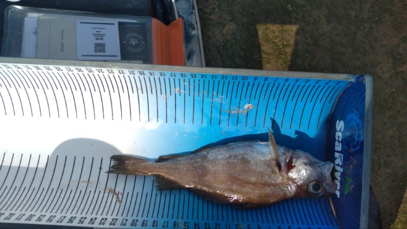Fish Measure Picture