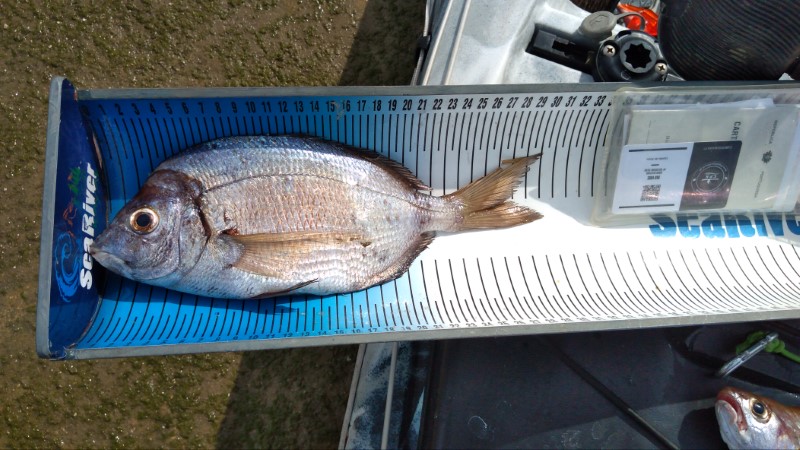 Fish Measure Picture