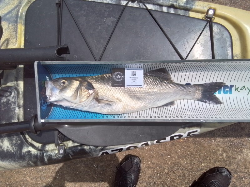 Fish Measure Picture