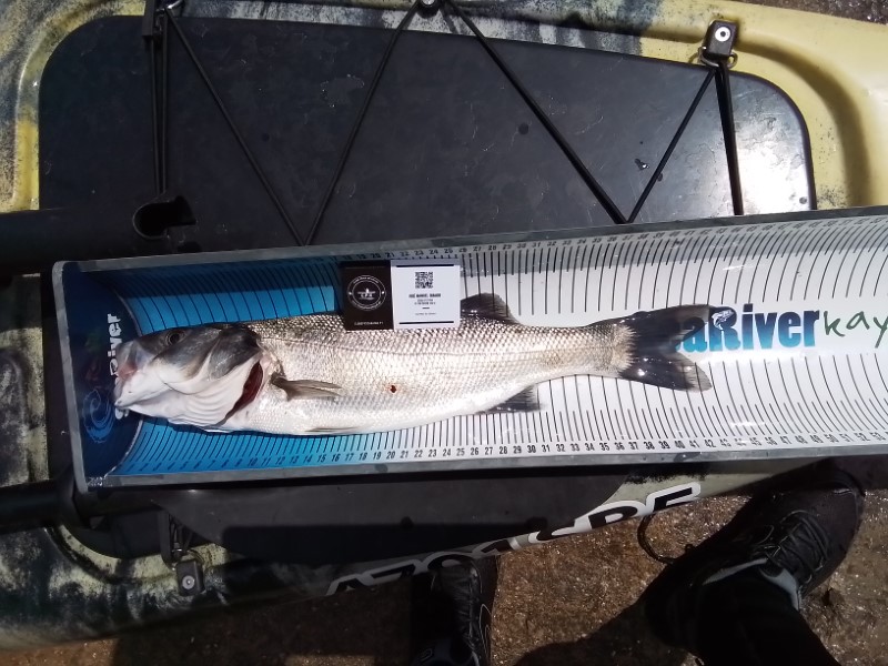 Fish Measure Picture