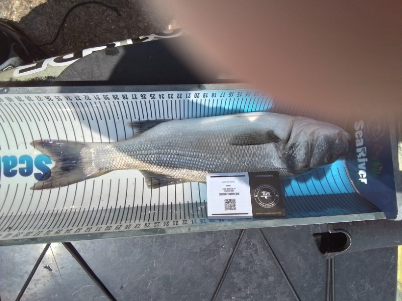 Fish Measure Picture