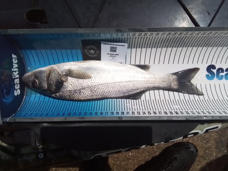 Fish Measure Picture